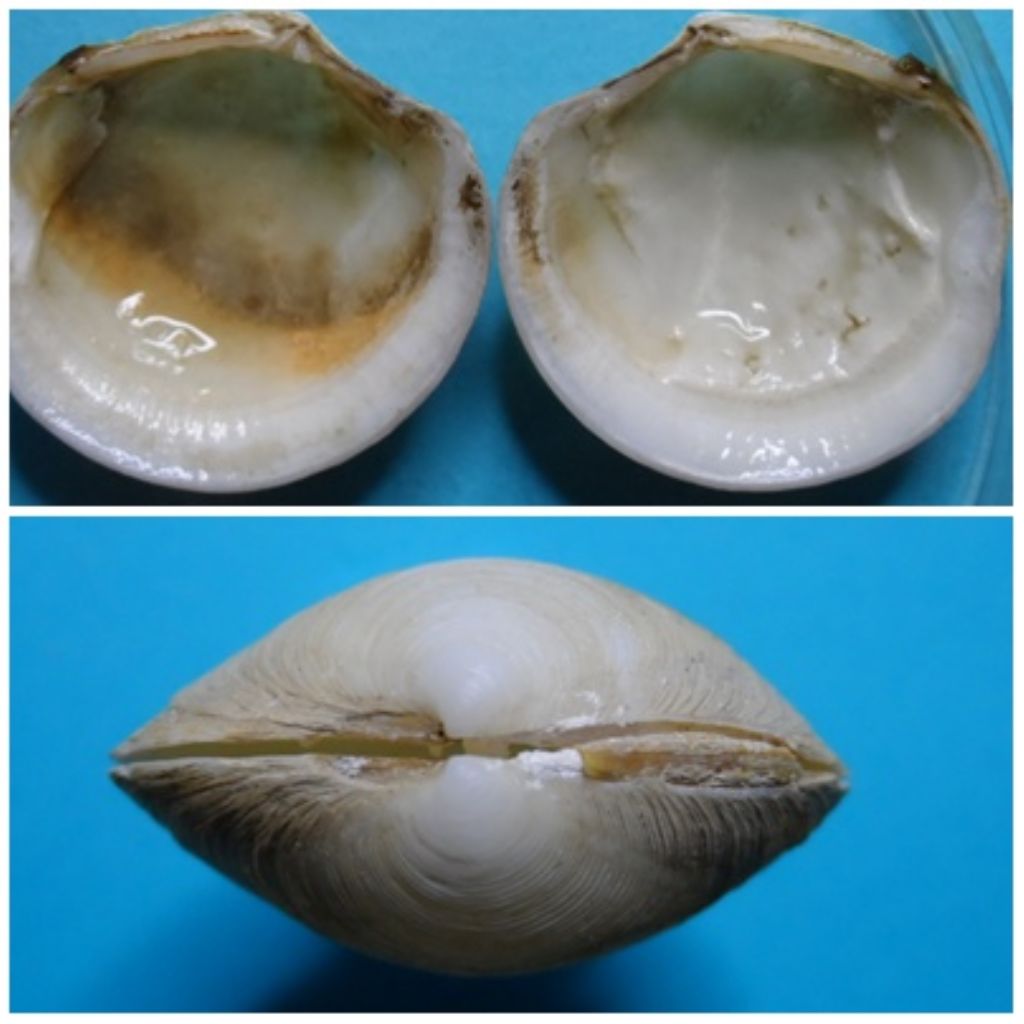Bivalve per identificare